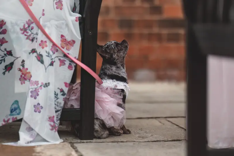 Cute wedding dog in pink dress, fun wedding guest moment, creative wedding photography