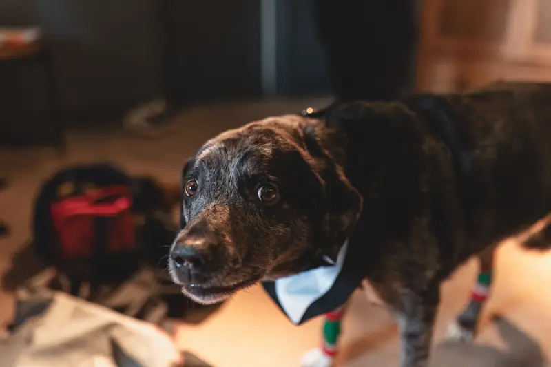Wedding dog wearing a blue bow tie during the morning wedding preparations