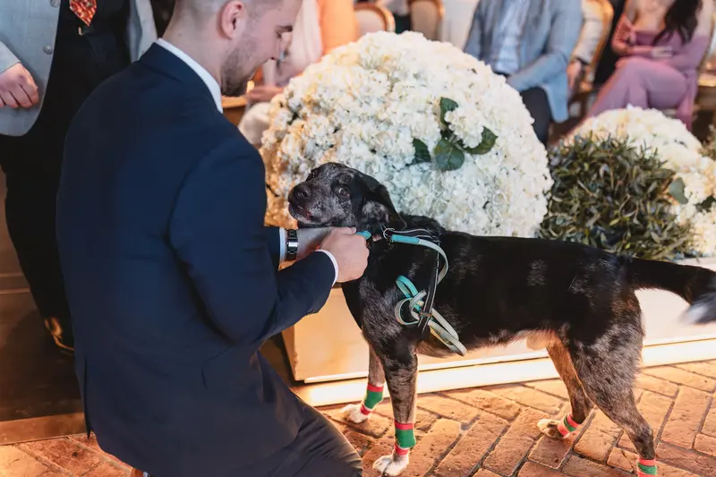 Groom greeting dog ring bearer during fun wedding ceremony moment