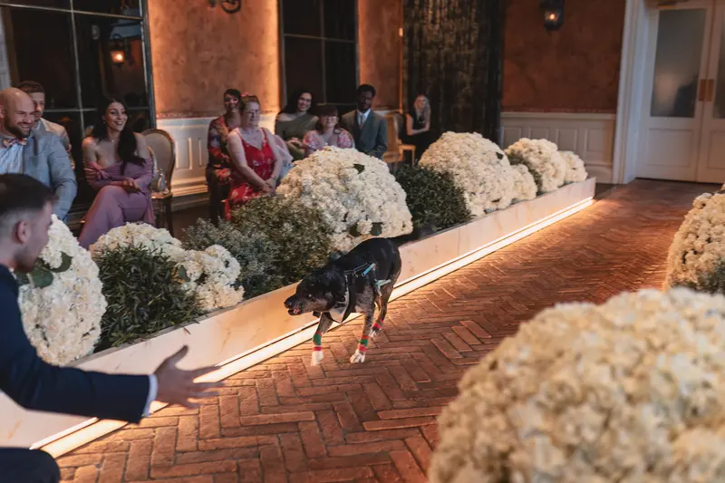 Fun dog ring bearer running through wedding ceremony aisle